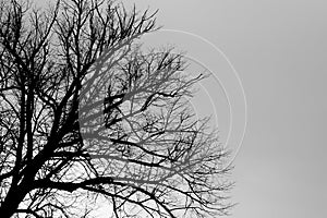 Un árbol silueta en blanco y negro 