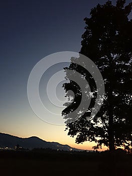 Tree silhouette in the bright evening sunset under the wide heaven