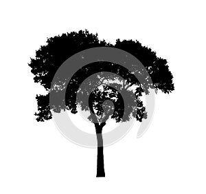 tree silhouettes isolated on white background .