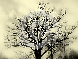 Tree silhouette bw