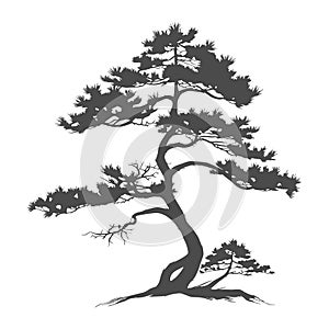tree silhouette cedar vector, tattoo logo cypress template design, tree pine silhouette vector, tattoo tribal cedar