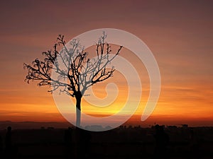 Tree silhouette with city at sunset