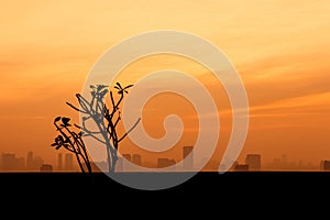 Tree silhouette with city and sunset background