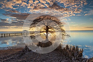 Tree Silhouette with Cloudy Sky at Sunset Outer Banks NC