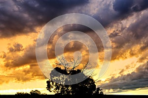 Tree silhouette with cloudy sunset background