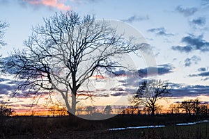 Tree silhouette in colorful sunset