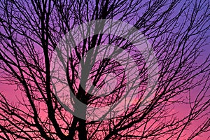 Tree Silhouette at Dawn