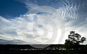 Tree silhouette with dramatic clouds background