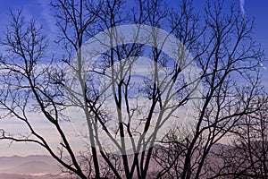 Tree Silhouette and Evening Sky