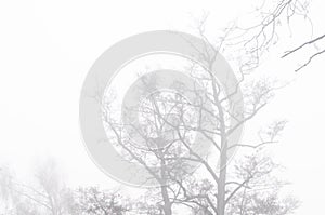 Tree silhouette in foggy day