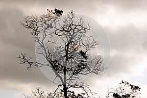 TREE SILHOUETTE WITH FOLIAGE CLUSTERS AGAINST GREY SKY