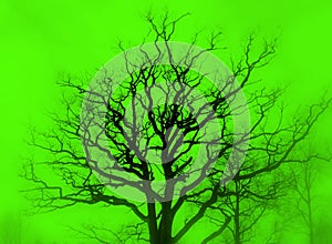 Tree silhouette green