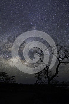A Tree silhouette that has branches with no leafs extending into the night sky with milky way and starry sky
