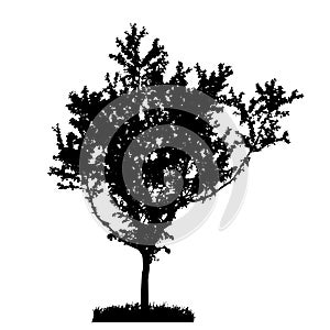 Tree Silhouette Isolated on White Backgorund.