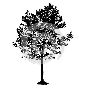 Tree Silhouette Isolated on White Backgorund.