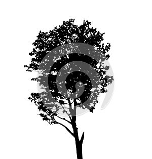 Tree Silhouette Isolated on White Backgorund. Vecrtor Illustration