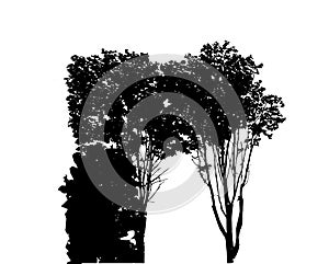 Tree Silhouette Isolated on White Backgorund. Vecrtor Illustration