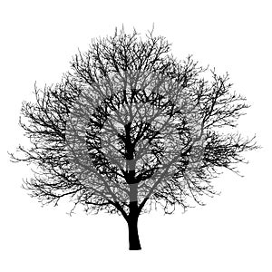 Tree silhouette isolated white background