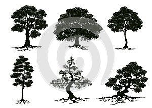 Tree silhouette isolated on white background.