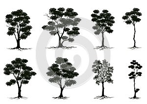 Tree silhouette isolated on white background.