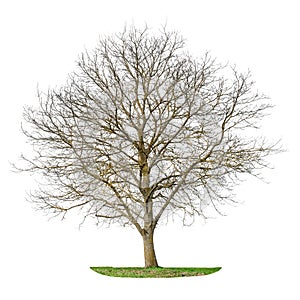 Tree silhouette isolated white background