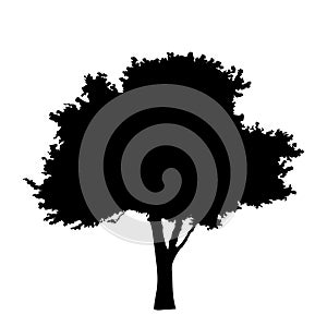 Tree silhouette isolated on white background vector