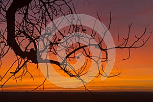 Tree silhouette with Kansas sunrise