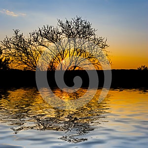 tree silhouette on lake coast at the sunset