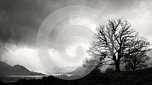 Tree Silhouette, Lake District, England