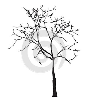 Tree silhouette, without leaves, black isolated on white background, vector illustration.