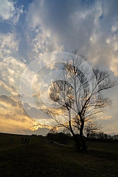 Silueta stromu na louce při východu nebo západu slunce.