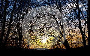 Tree silhouette in on meadow during sunrise or sunset.