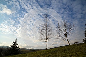 Tree silhouette on meadow during sunset.