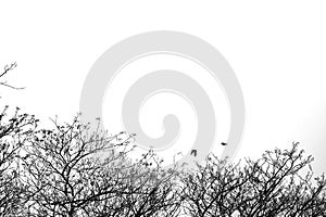 Tree silhouette monochrome