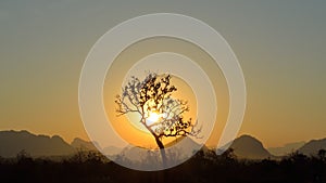 Tree silhouette on mountains
