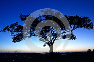 Un árbol silueta de acuerdo a el cielo sobre el oscuridad 