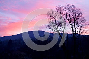 Tree silhouette on pink vivid sky