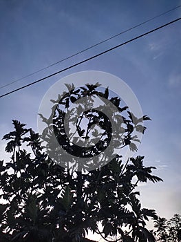 Tree Silhouette and Power Line Against the Twilight Sky