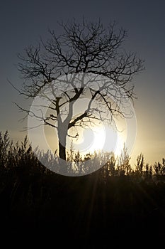 Tree silhouette on the prairie at sunset