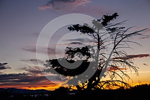 Tree Silhouette on The Puget Sound