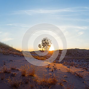 tree silhouette among sandy prairie at the sunset