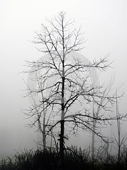 Tree silhouette stands quietly in a foggy, spooky swamp photo