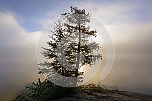 Tree Silhouette in Sun and Morning fog in the North Woods