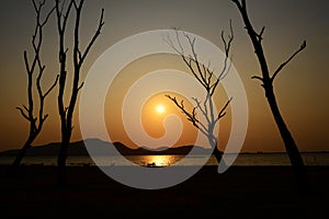Tree silhouette with sun and red orange yellow sky