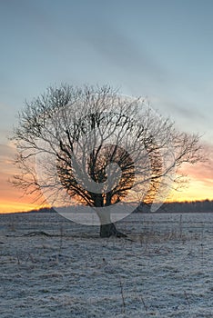 Tree silhouette sunrise