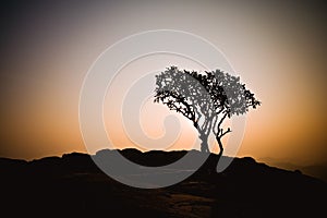 Tree silhouette at sunrise