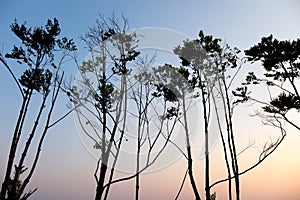 tree silhouette sunrise