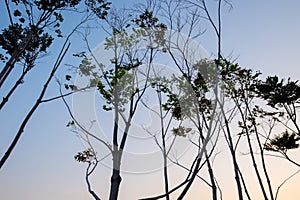 tree silhouette sunrise