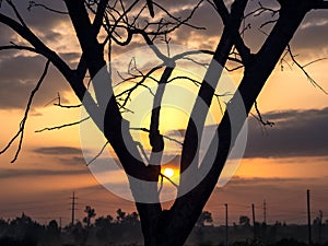 Tree Silhouette Sunrise