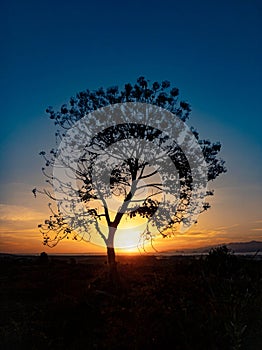 Tree silhouette with sunrise in the morning